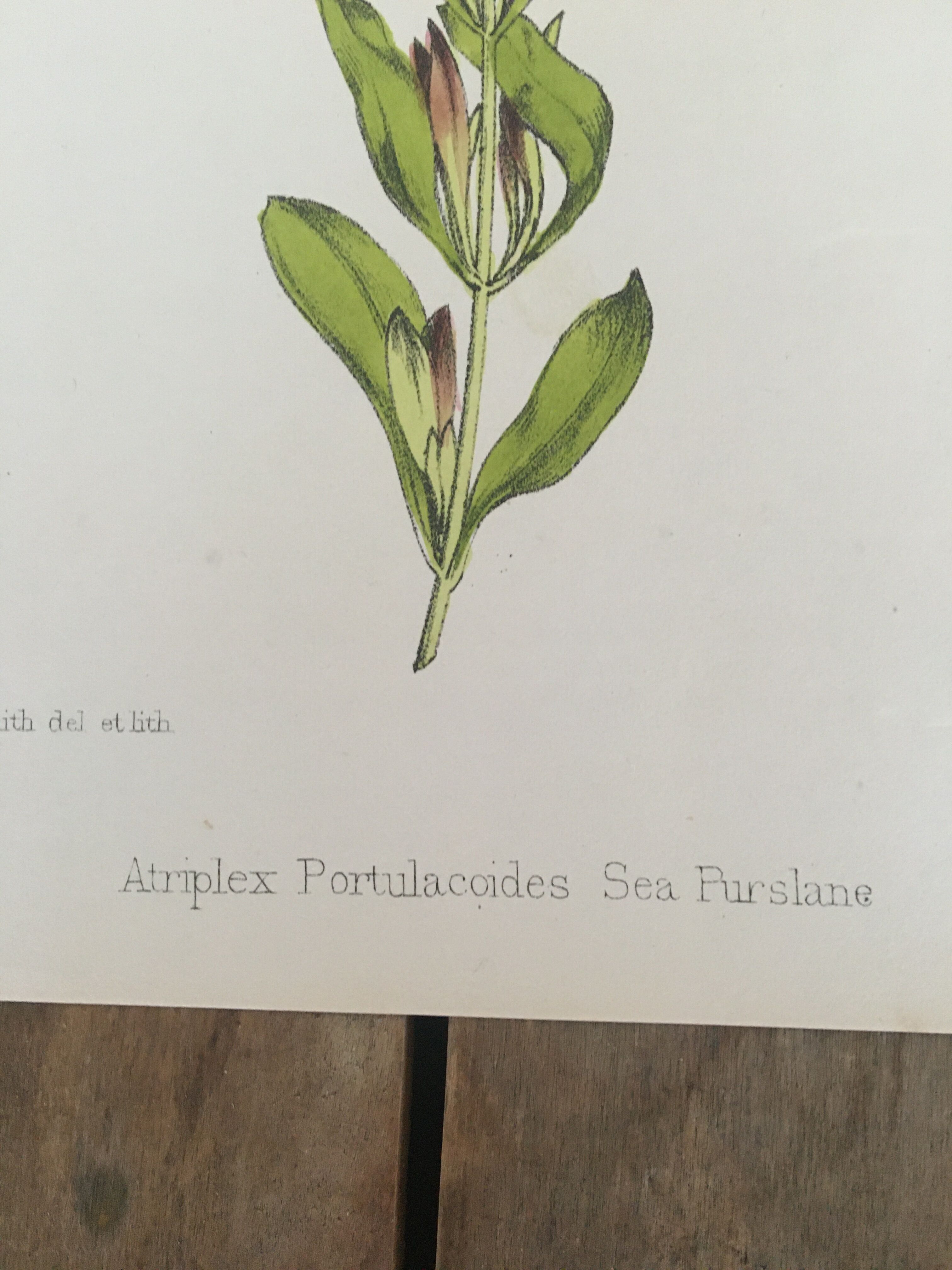 Botanical plank, 1880