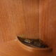 Teak cornoty