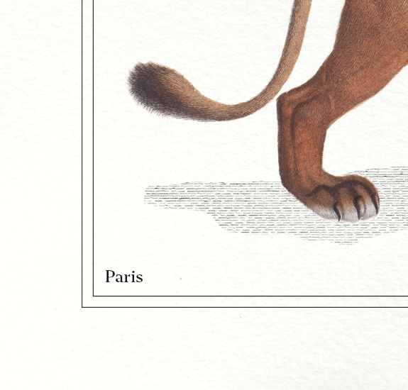 Chimera lithography animal engraving - the alpalion