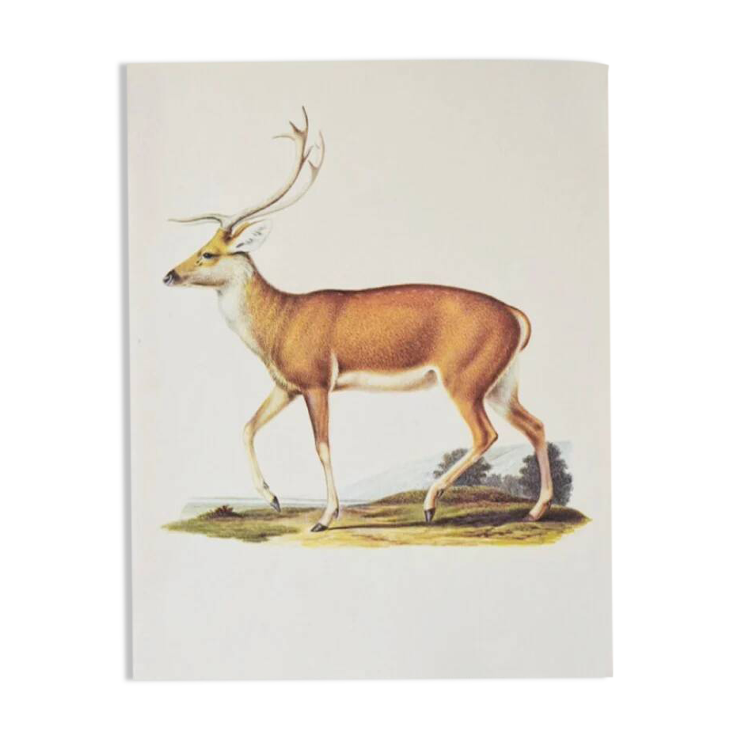 Bestiary plates from the Natural History Museum The deer