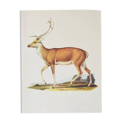 Planches de bestiaire du muséum d'histoire naturelle Le cerf