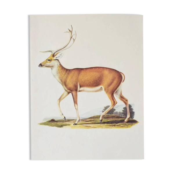 Planches de bestiaire du muséum d'histoire naturelle Le cerf — Beyit