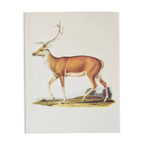 Bestiary plates from the Natural History Museum The deer