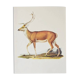 Bestiary plates from the Natural History Museum The deer