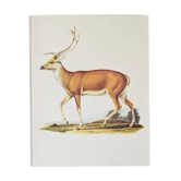Bestiary plates from the Natural History Museum The deer