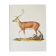 Bestiary plates from the Natural History Museum The deer