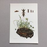Illustration ancienne "insectes", années 60