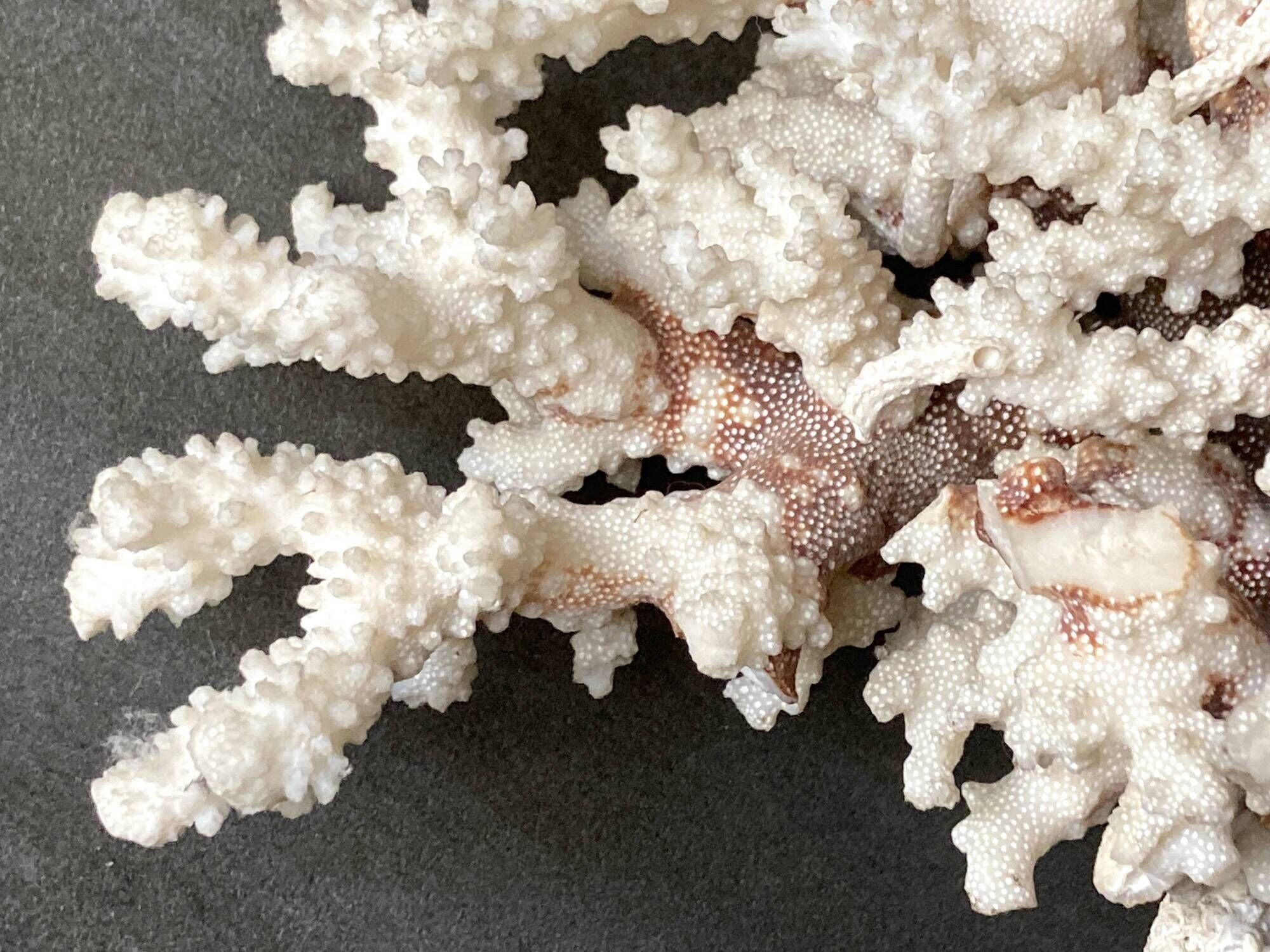 Corail blanc grand modèle 1960 sur bois sculpté