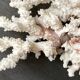 Corail blanc grand modèle 1960 sur bois sculpté