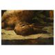 19th century still life by Alfred Arthur Brunel de Neuville