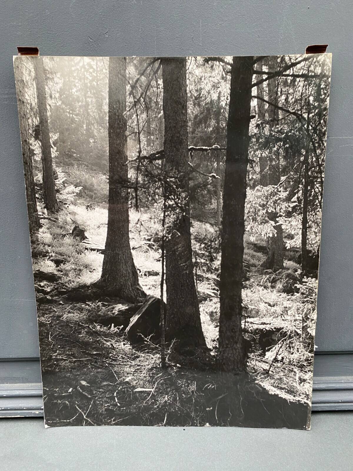 Film photograph by bernard darot, afiap club nantais, flow of light in the forest