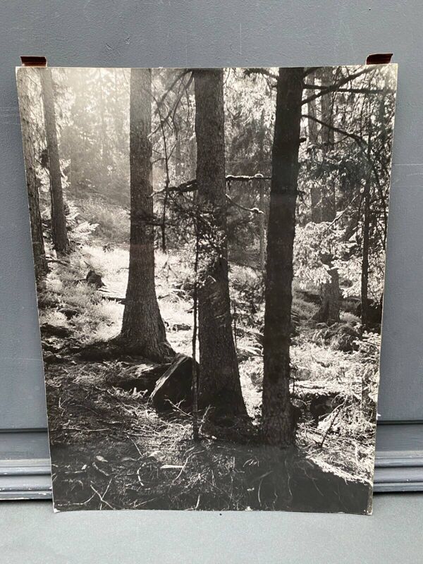 Photo argentique bernard darot afiap club nantais coulée de lumière forêt