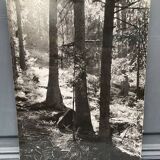 Film photograph by bernard darot, afiap club nantais, flow of light in the forest
