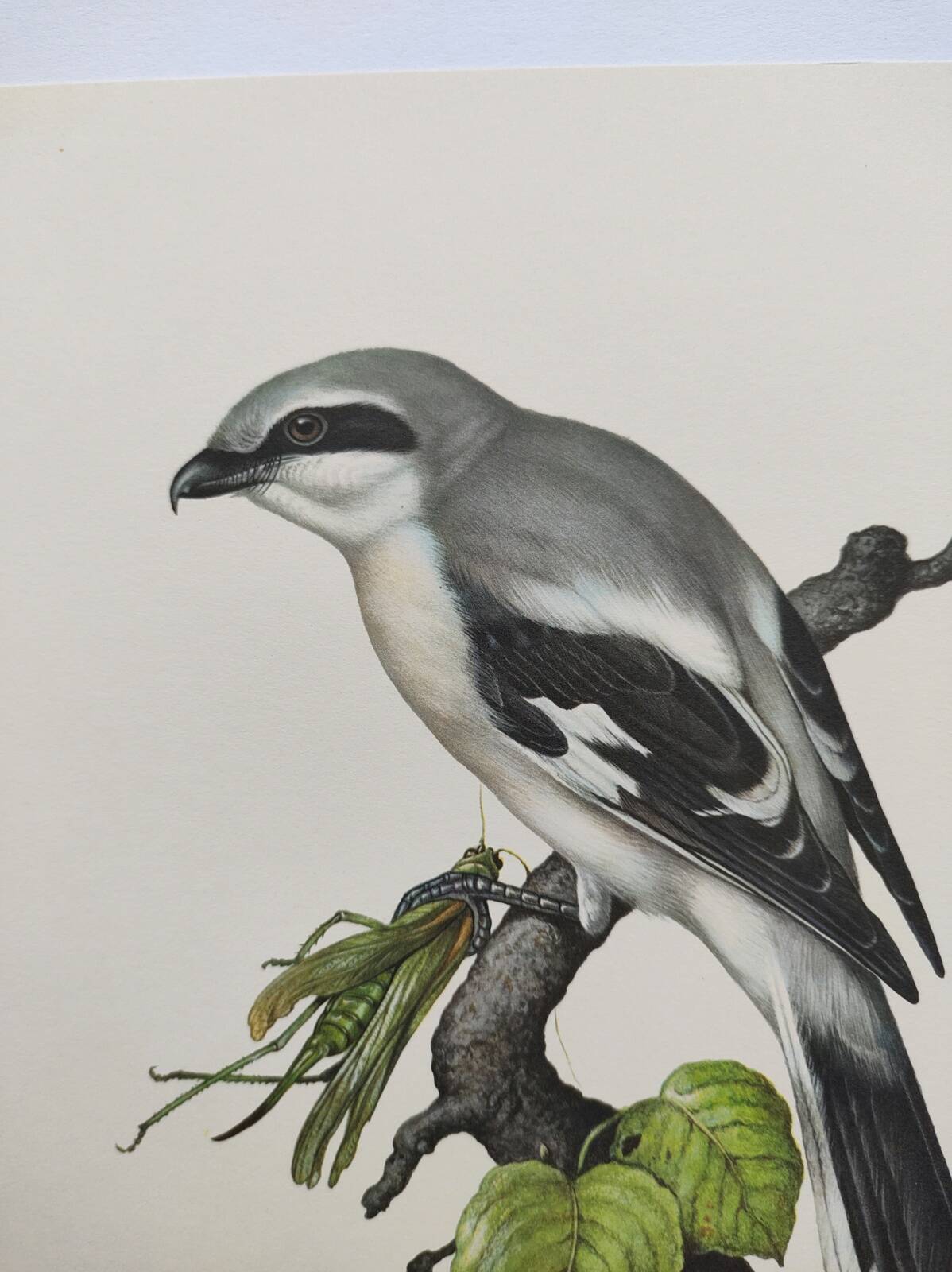 Vintage bird board from the 60s - Gray Pie-Grieche - Ornithological illustration