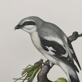 Vintage bird board from the 60s - Gray Pie-Grieche - Ornithological illustration