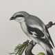 Vintage bird board from the 60s - Gray Pie-Grieche - Ornithological illustration