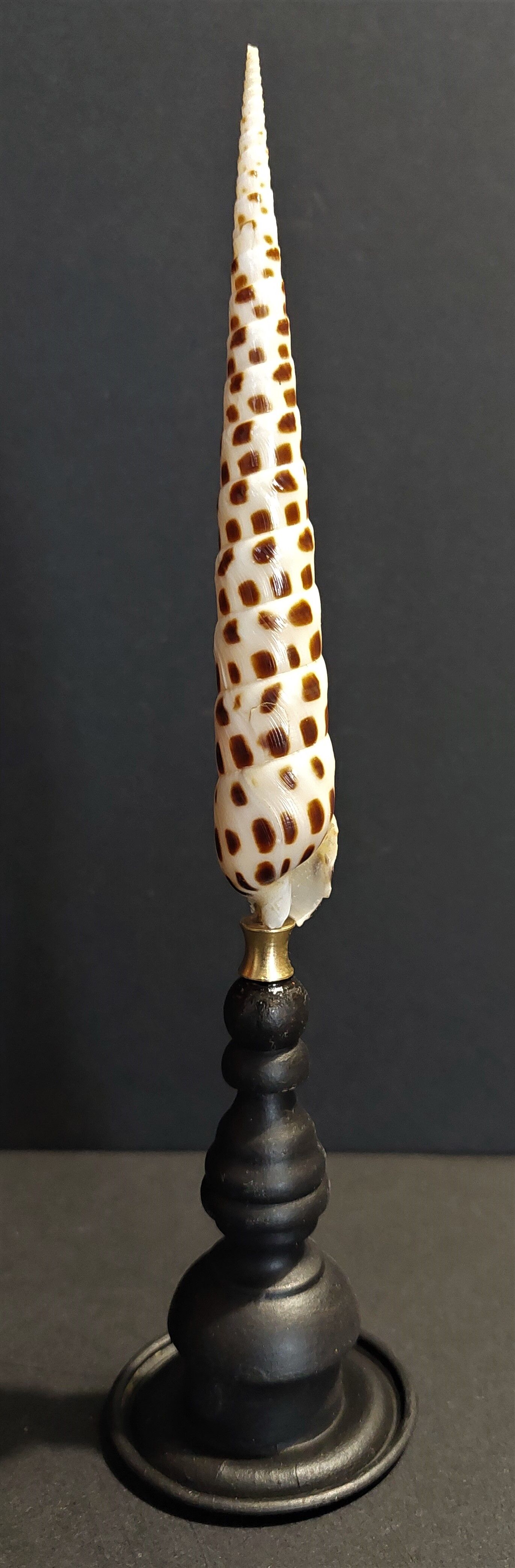 Cabinet of Curiosities shell terebra subulata on base