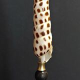 Cabinet of Curiosities shell terebra subulata on base