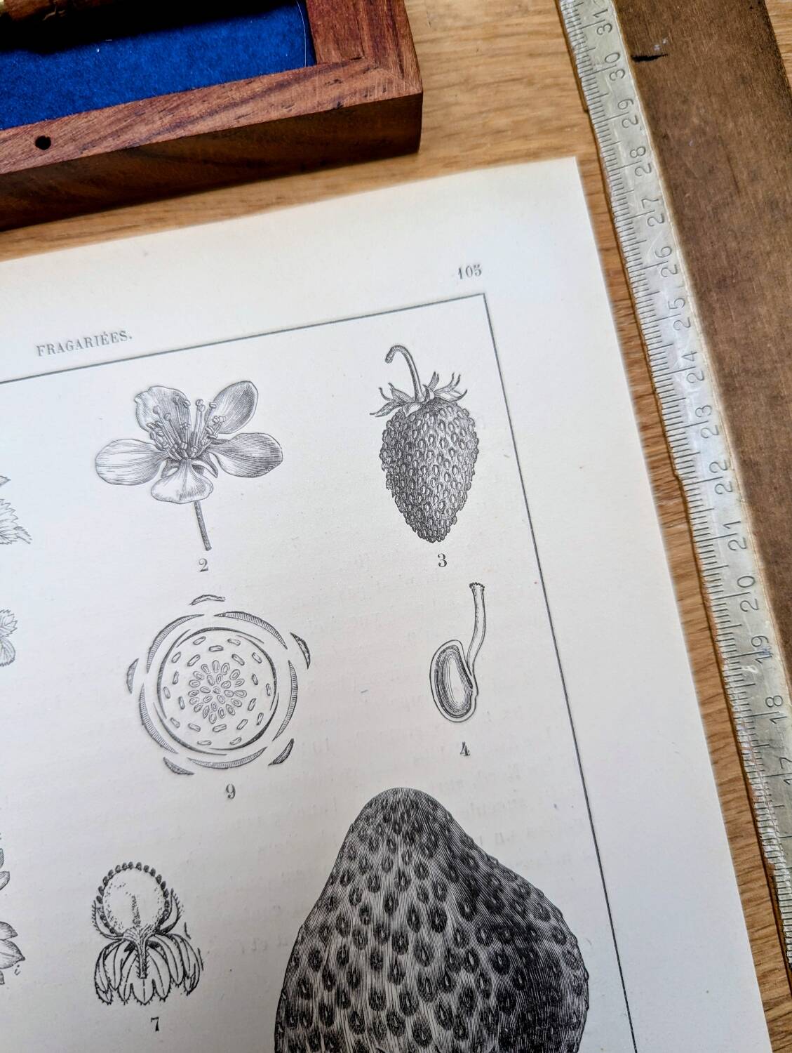 Vintage botanical plate printed in 1889, Fragariaceae.
