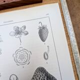 Planche botanique vintage imprimée en 1889, les Fragariées.