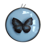Papillon naturalisé cadre rond