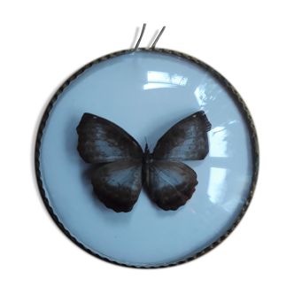 Papillon naturalisé cadre rond