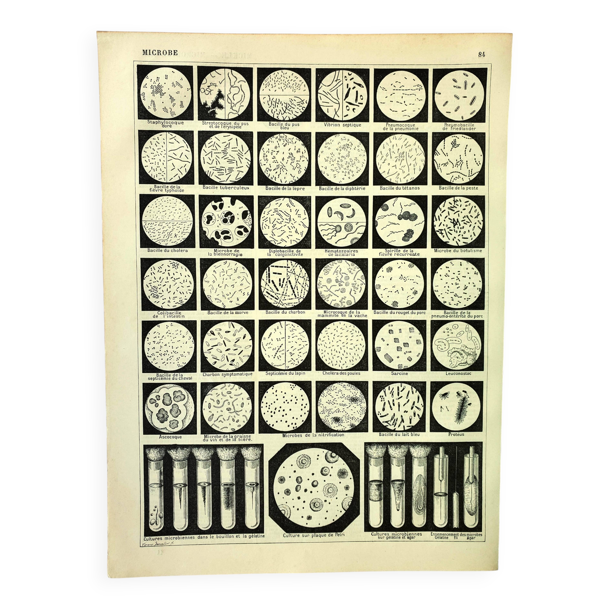 Engraving. Microbe, bacteria, biology • Original vintage poster from 1898