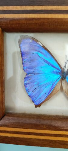 Cadre papillon