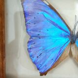 Butterfly frame