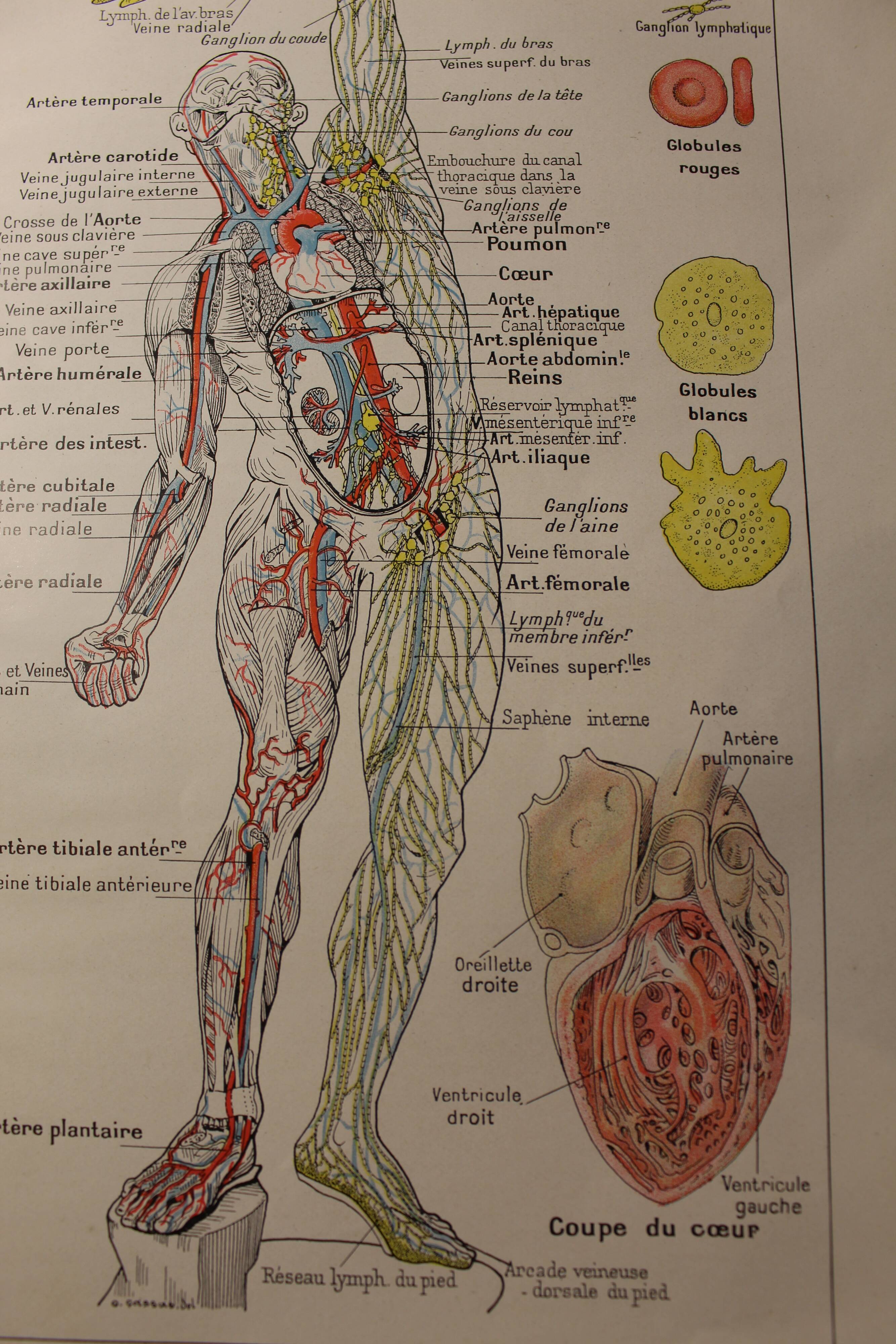 Medical Board - Anatomy - Heart