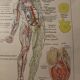 Medical Board - Anatomy - Heart