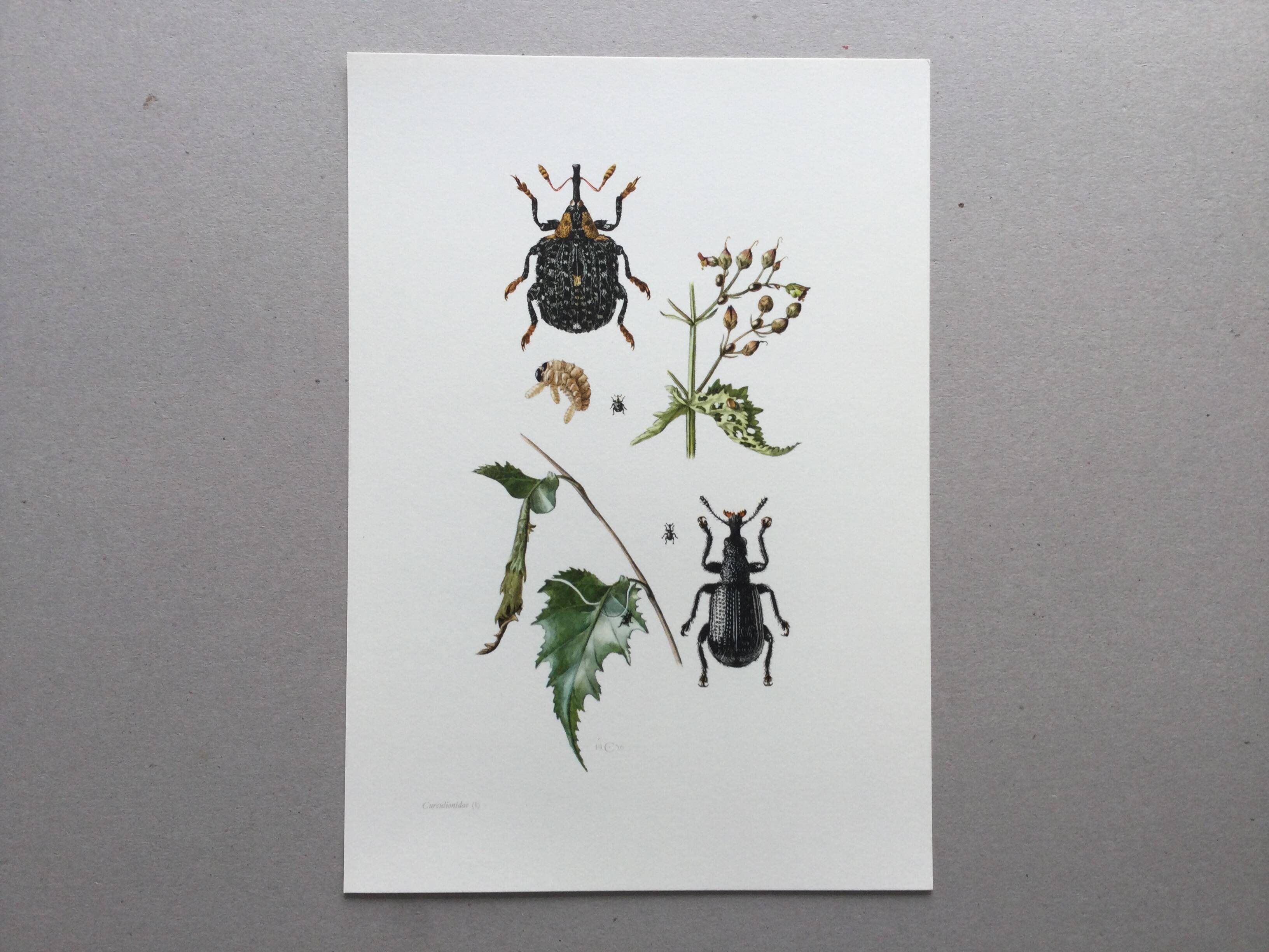 Vintage Insect Print Old Illustration from the 60s