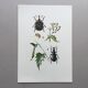 Vintage Insect Print Old Illustration from the 60s