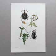 Vintage Insect Print Old Illustration from the 60s
