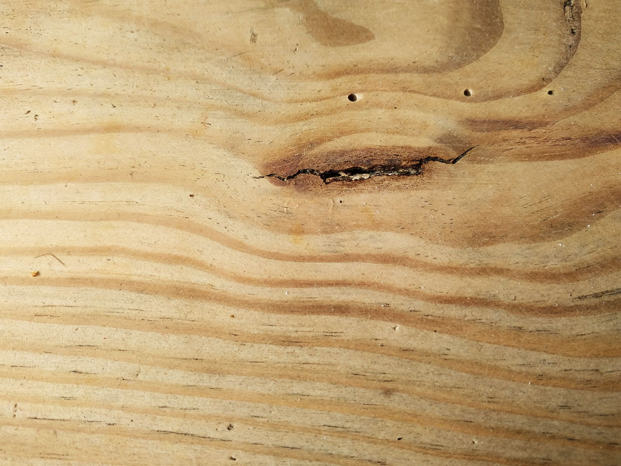 Small old tree closet