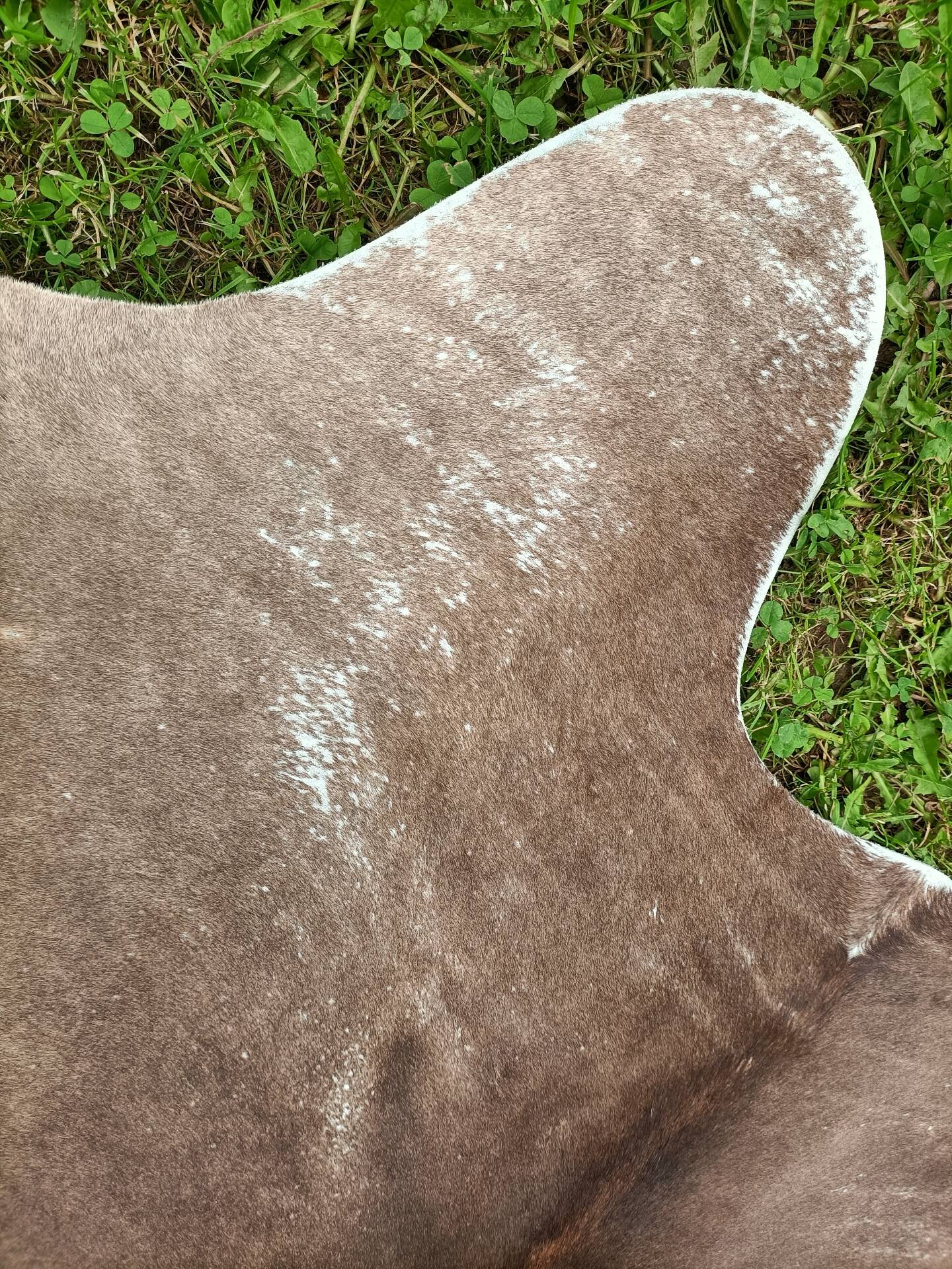 Cowhide Rug