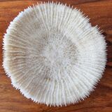 Beautiful sized 70s white coral, shell