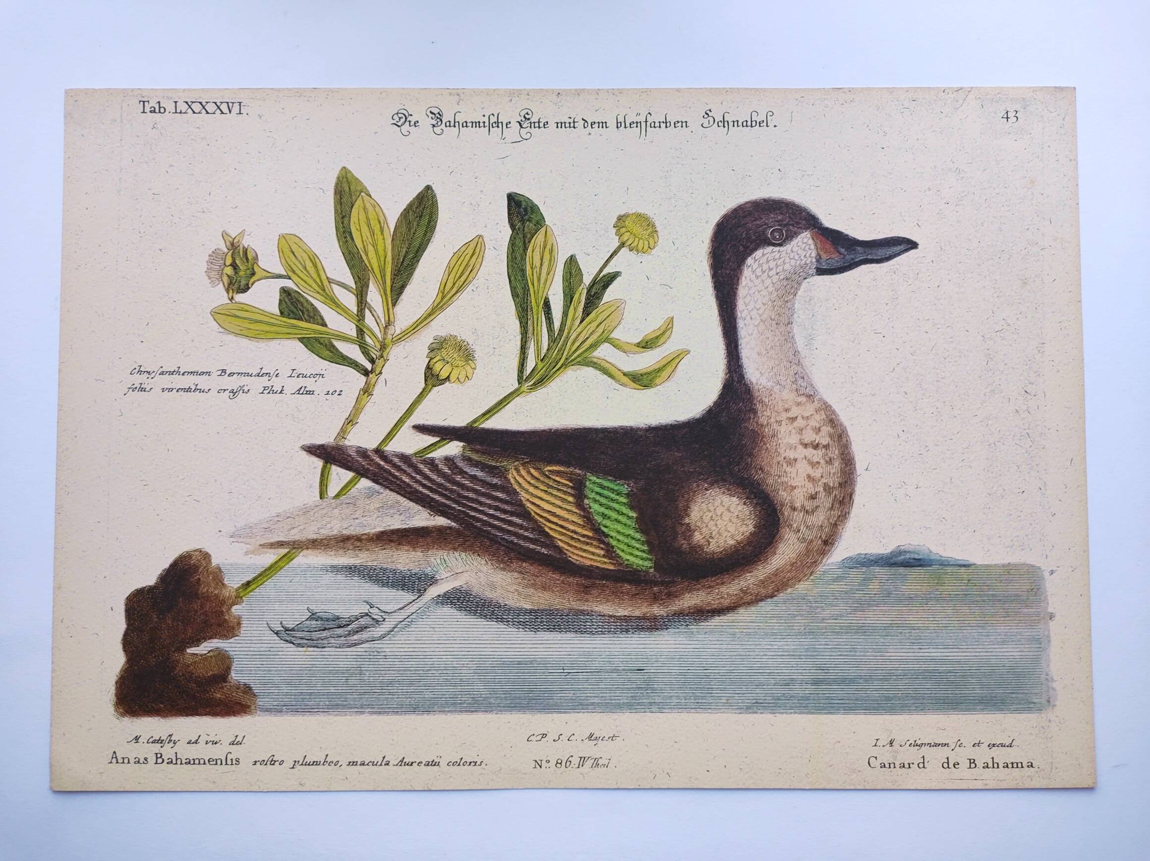 Antique bird engraving - Bahama Duck - Zoological plate by Seligmann & Catesby