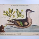 Antique bird engraving - Bahama Duck - Zoological plate by Seligmann & Catesby