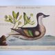 Antique bird engraving - Bahama Duck - Zoological plate by Seligmann & Catesby