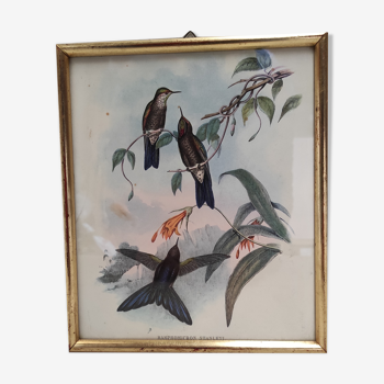 Lithographie illustration oiseau Ramphomicron Stanleyi vintage gravure cadre doré