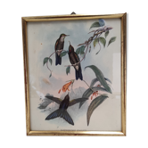 Lithographie illustration oiseau Ramphomicron Stanleyi vintage gravure cadre doré