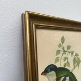 Ornithological engraving golden frame bird