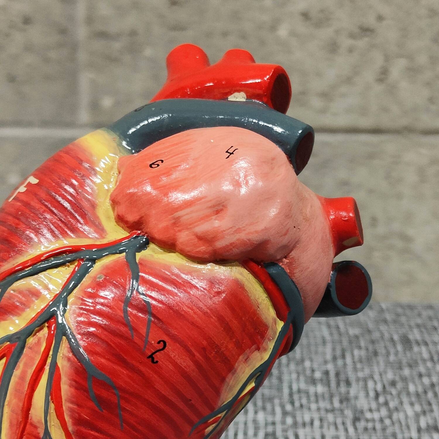 Curiosity Anatomy crocodile heart resin Czech Republic 1970