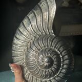 Vintage Nautilus shaped ice bucket Giovanni Patrini