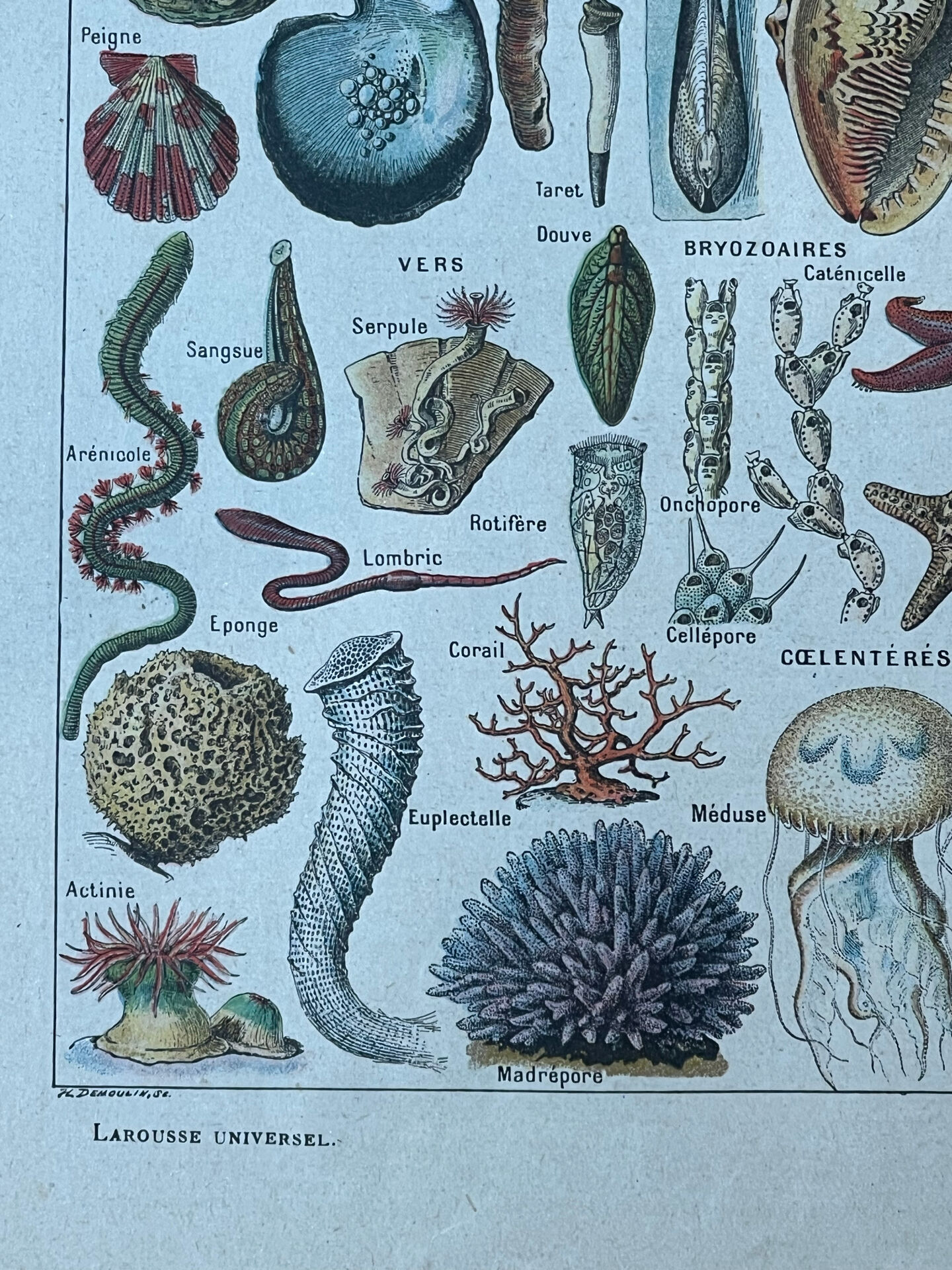 Botanical plate 1927, 18.5x27.5cm