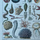 Botanical plate 1927, 18.5x27.5cm