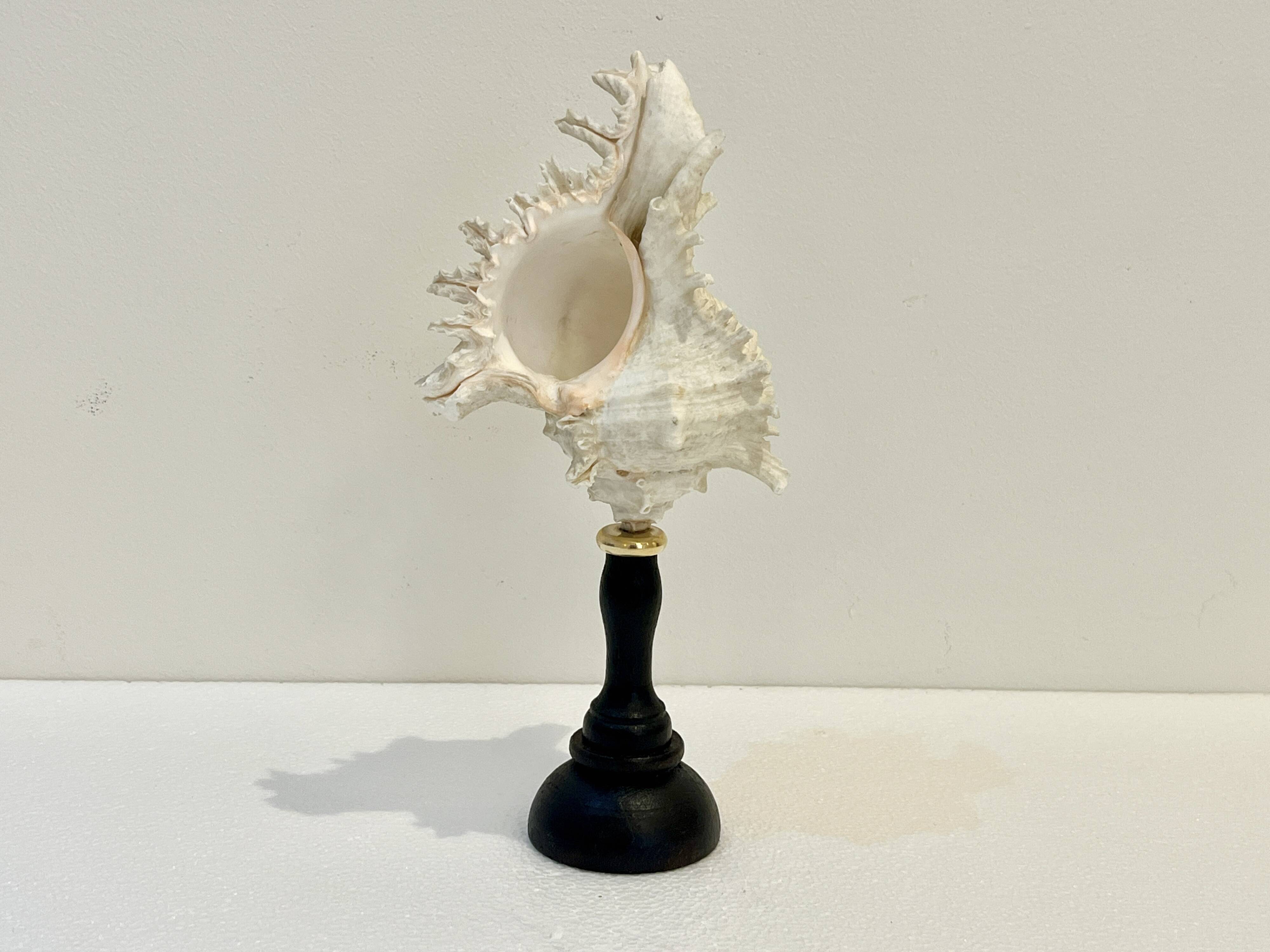 Ancien Coquillage Murex Ramosus sur socle en bois tourné Napoléon III XIXe