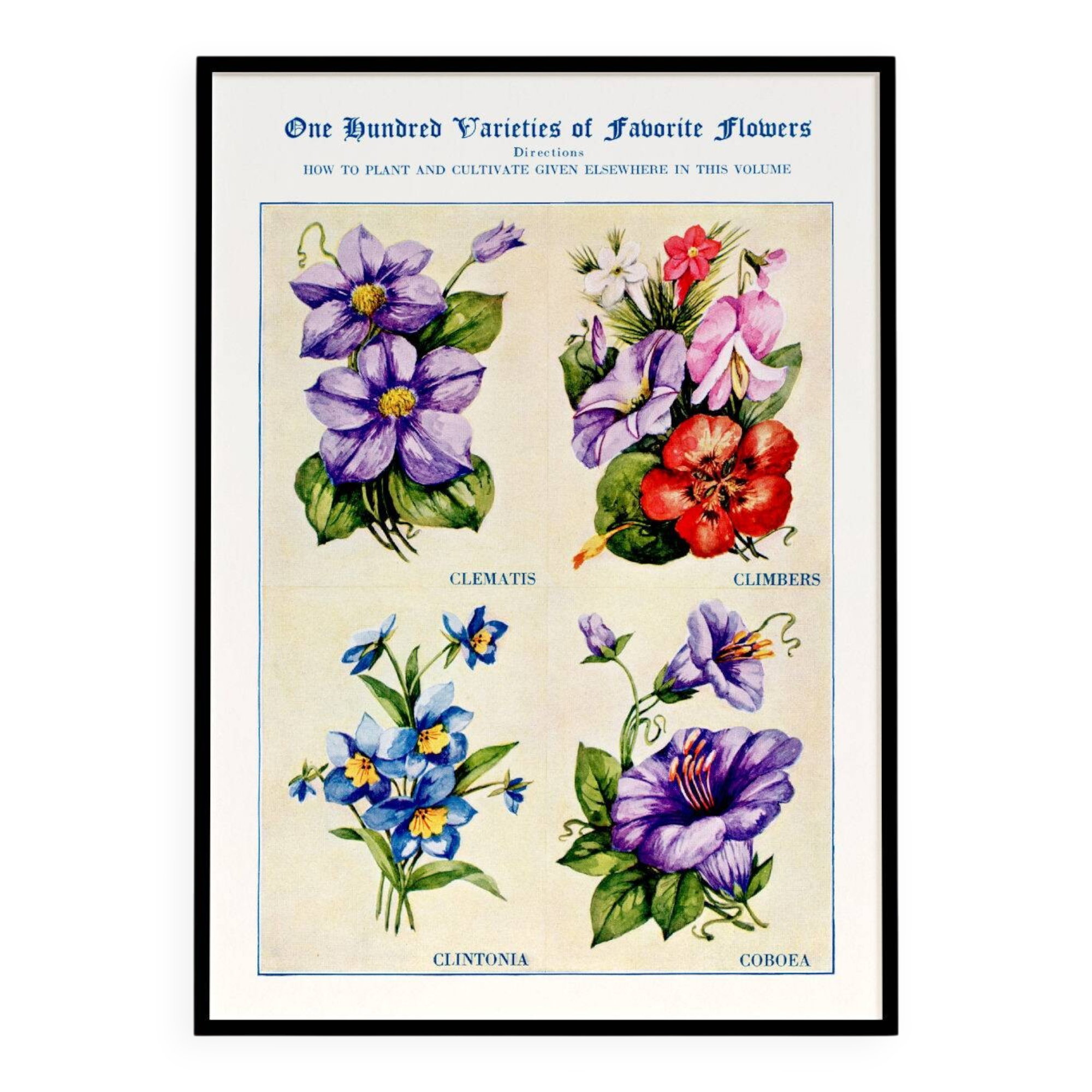 Poster about clematis, climbing geranium, clintonia and cup-and-saucer vine
