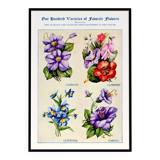 Poster about clematis, climbing geranium, clintonia and cup-and-saucer vine